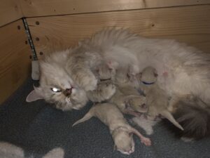 Kyra med sina 4 ❤️