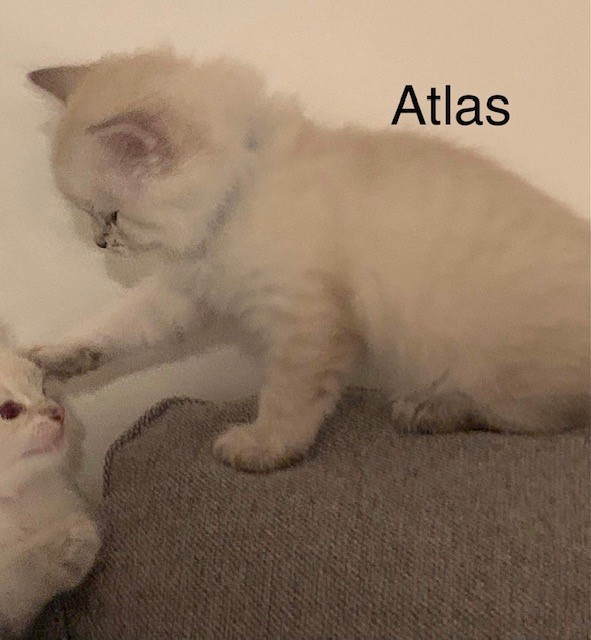 atlas ca 6 v